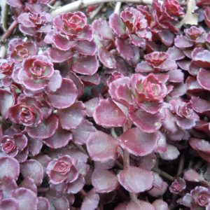 Sedum forsterianum cv. – Sedum Purple Carpet Seeds x50 – Ole Lantana’s ...