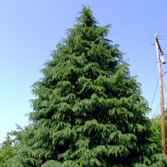 Cedrus deodara - Deodar or Himalayan Cypress seed x5 - Ole Lantana's ...