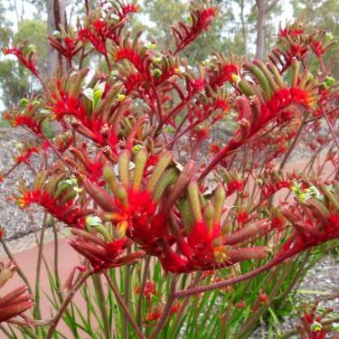 Anigozanthos flavidus Red - Tall Kangaroo Paw seed x40 - Ole Lantana's ...