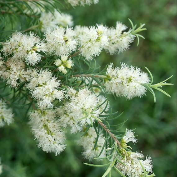 Melaleuca alternifolia - Tea Tree Oil Melaleuca seeds X 200 - Ole ...
