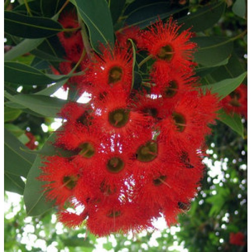 Seeds of Red Flowering Gum - EUCALYPTUS FICIFOLIA - T.O.G