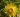 Xerochrysum bract. Golden Strawflower 01