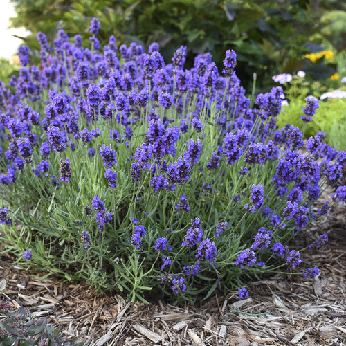 english lavender seedlings for sale