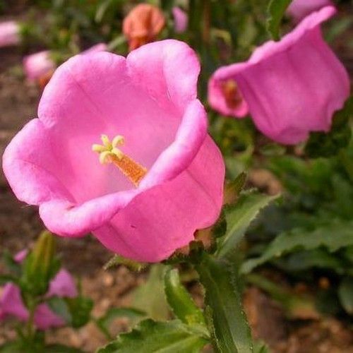 Campanulas Pink Flower