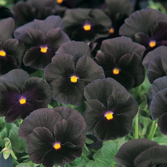 Viola wittrockiana cv. – Pansy Clear Crystals Black seeds x50 – Ole ...