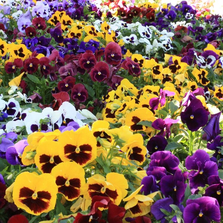 Viola - Pansy Can Can seeds x 50 - Ole Lantana's Seed Store
